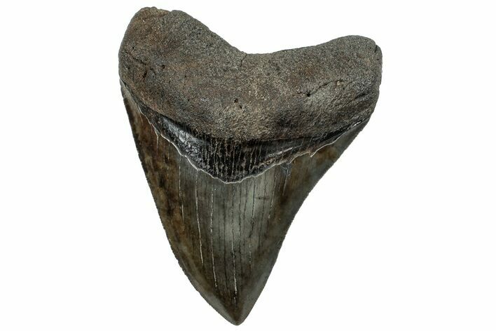 Serrated, Fossil Megalodon Tooth - South Carolina #307556